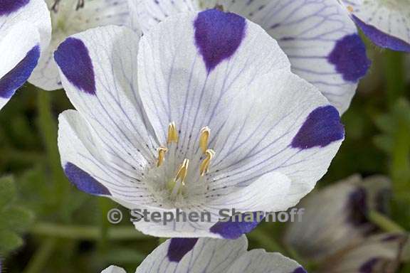 nemophila maculata 6 graphic